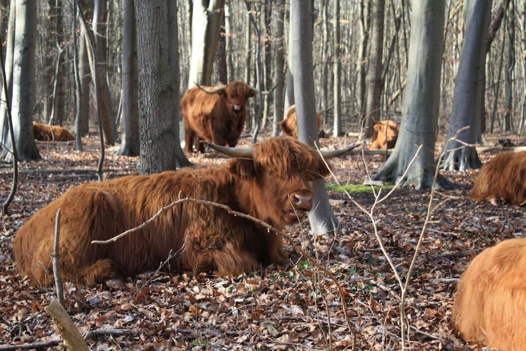 De Bosrand Grenzend Aan Het Bos Villa Castricum Exterior foto